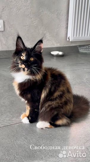 Мейн-кун девочка