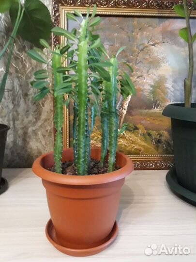 Молочай трехгранный