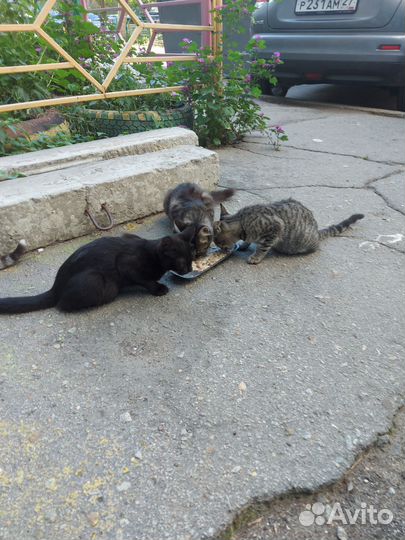 Кошка