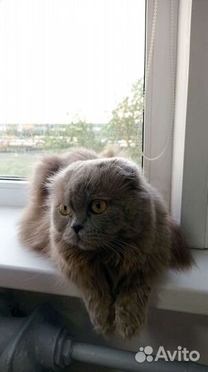 Передержка кошек