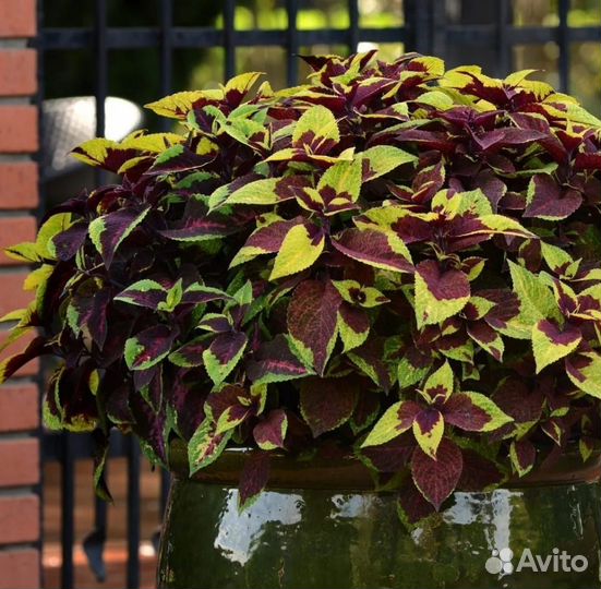 Колеусы сортовые