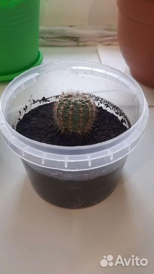 Кактусы и суккуленты