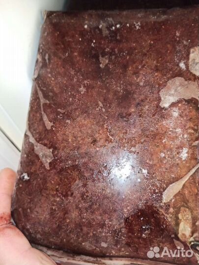 Артемия, мотыль. Аквариумный стеллаж