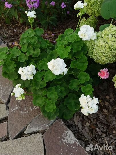 Герань пеларгония разной расцветки