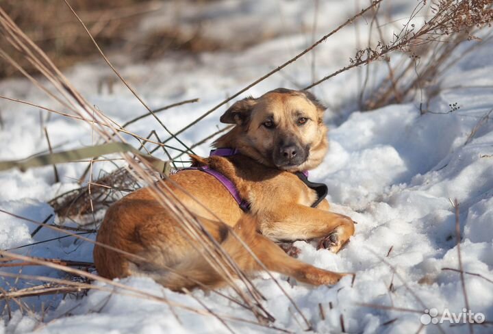 Собака девочка в дар