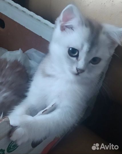 Шотландские котята