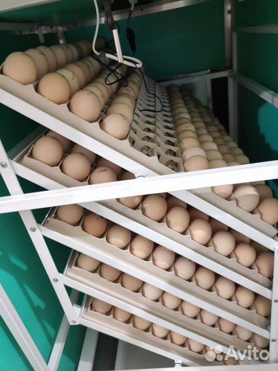Инкубационное яйцо бройлера кобб 500