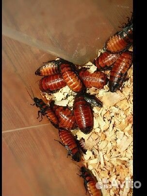 Мадагаскарский таракан-мраморные тараканы
