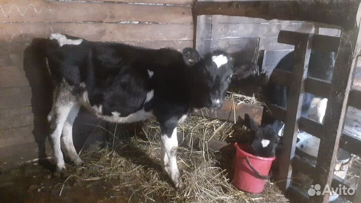 Коровы,телята
