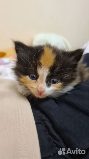 Котёнок трехцветный