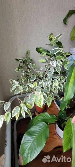 Фикус бенджамина пестролистный