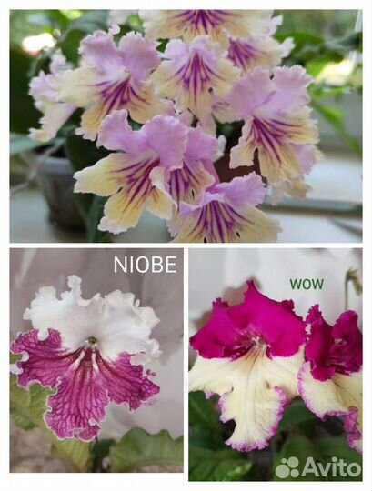 Стрептокарпус WOW Fifa Niobe лист