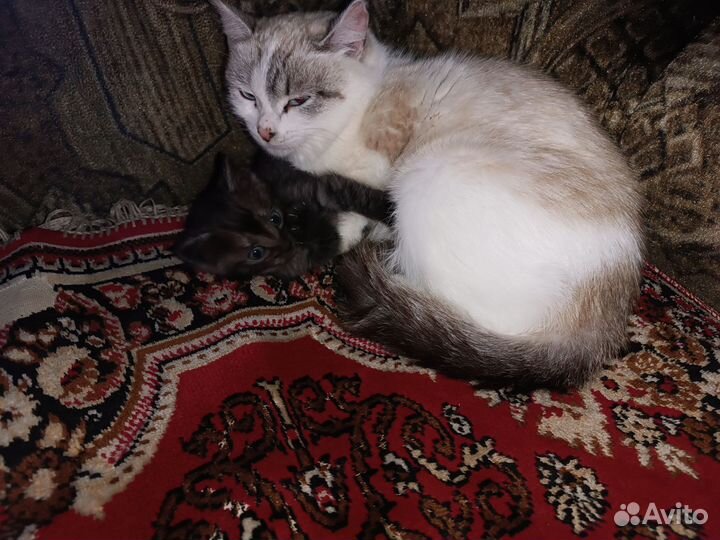 Котята мальчики