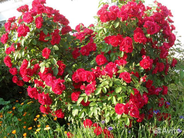 Роза плетистая