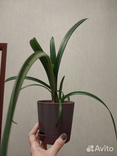 Гиппеаструм