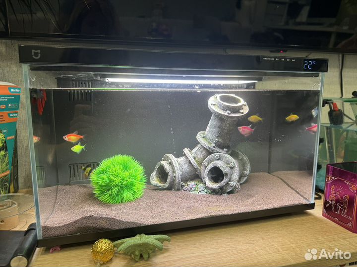 Аквариумные рыбки неоны и умный аквариум xiaomi