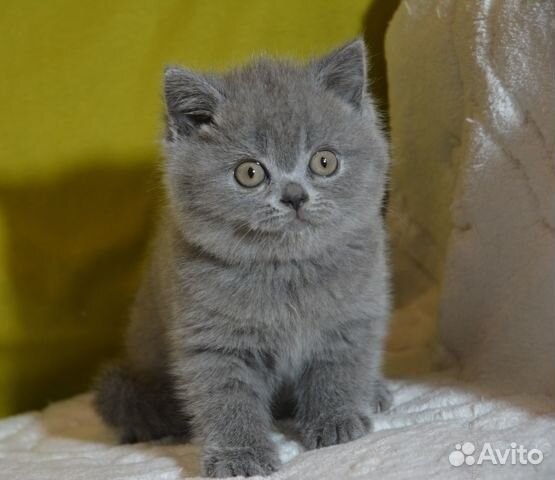 Британские голубые котята