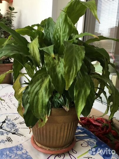 Комнатные растения цветы большие