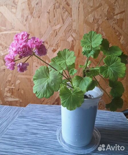 Герань розовая махровая