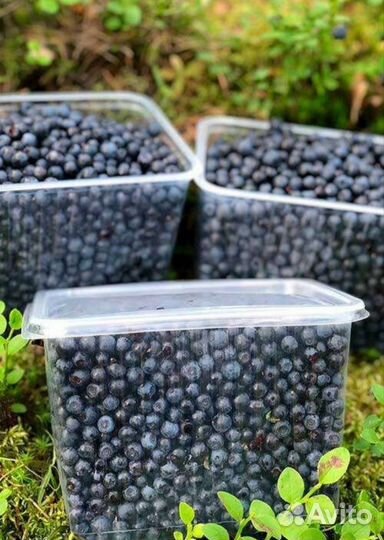 Черника свежая