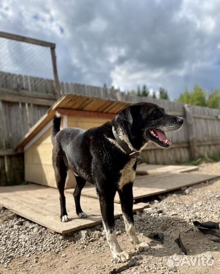 Собака «Рон»