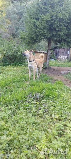 Собака в добрые руки отдам бесплатно