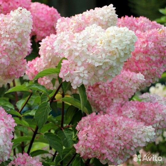 Гортензия метельчатая и древовидная в ассортименте