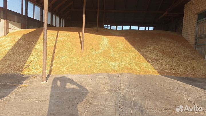 Зерно пшеница