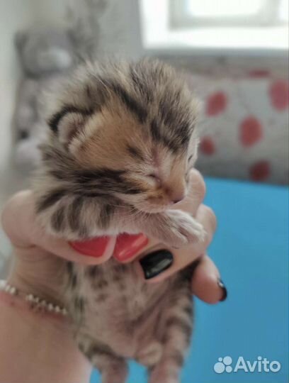 Бенгальский котёнок