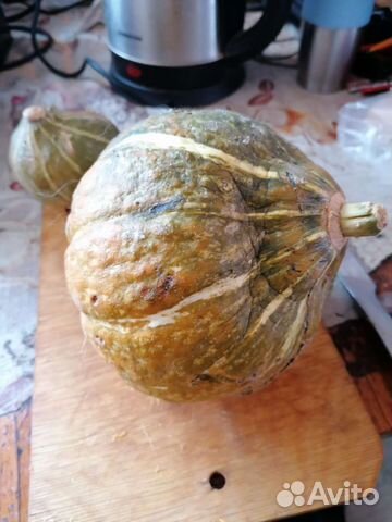 Беби зелёный Хаббард