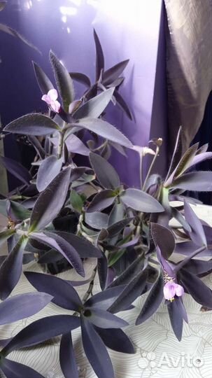 Традесканции