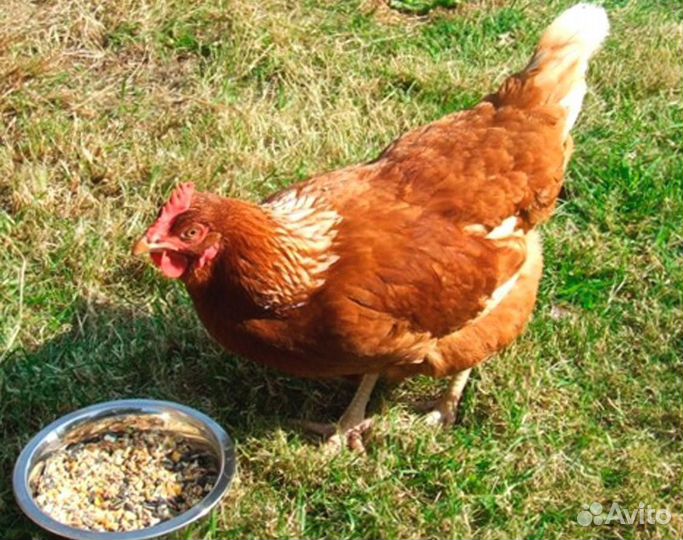 Куры несушки молодки