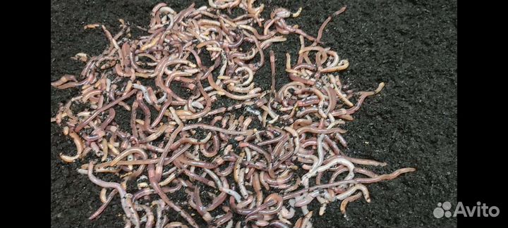 Черви дендробена