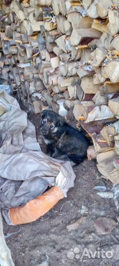 Продам щенков западно сибирской лайки