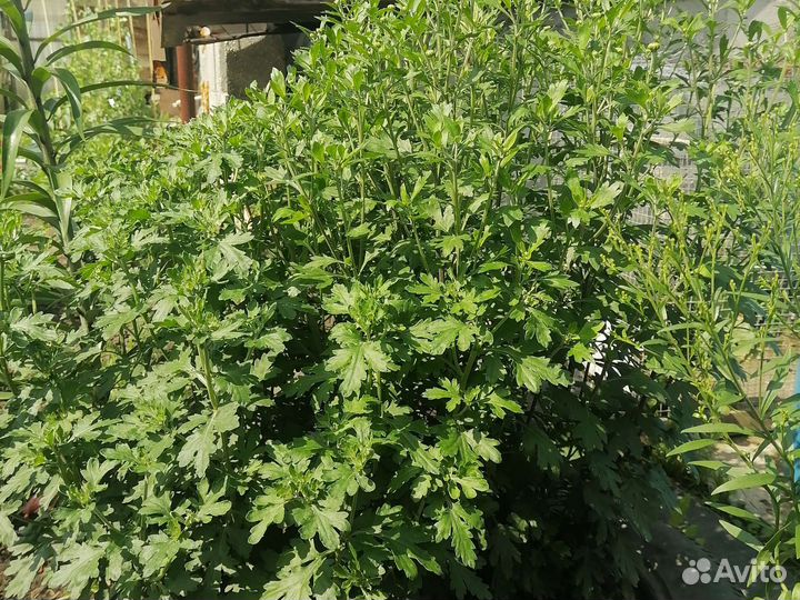 Хризантема кустовая