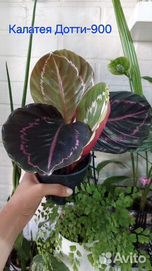 Комнатные растения цветы