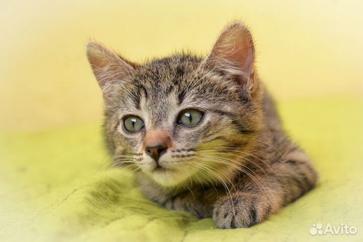 Котенок девочка очень ласковая мечтательная 2 мес