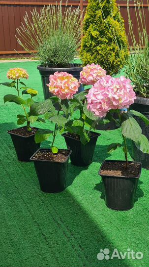 Гортензия бесконечное лето