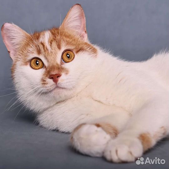 Ромео никто не замечает