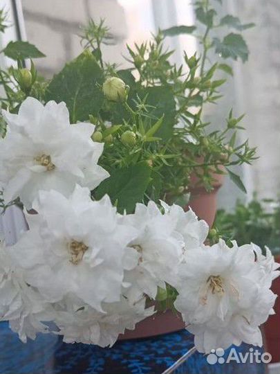 Кампанула (невеста)