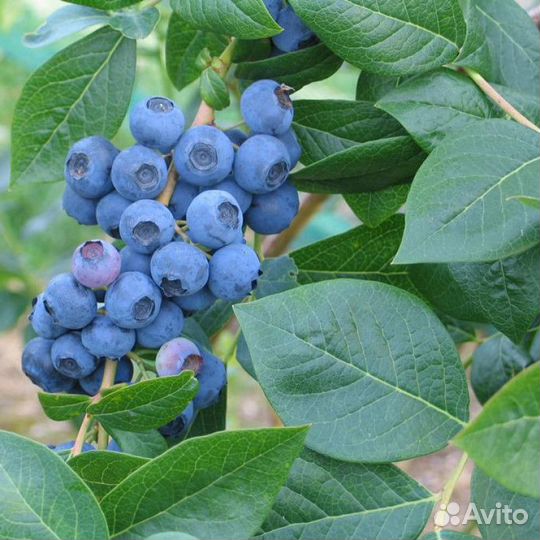 Саженцы голубики