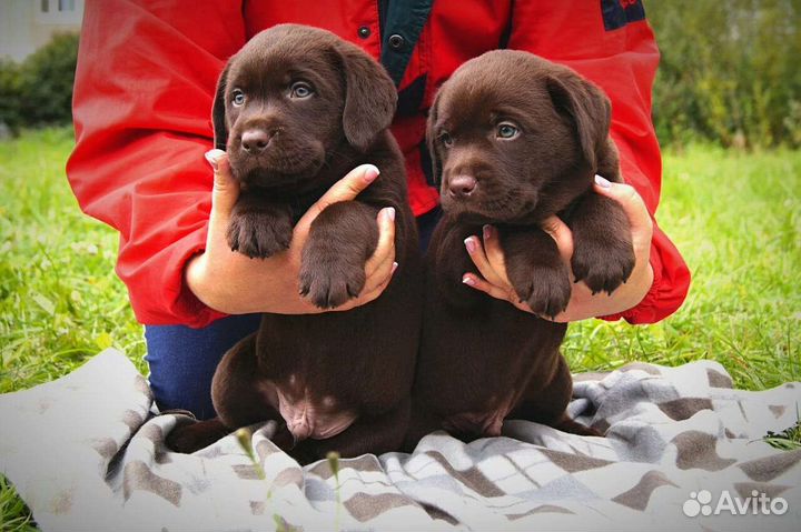 Щенки лабрадора