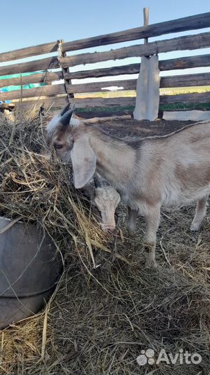 Козлики на племя