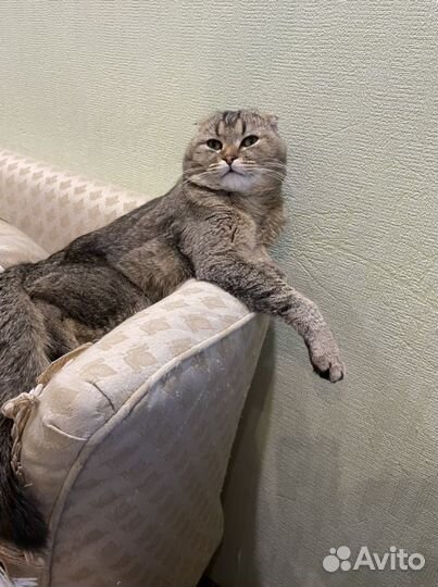 Вязка(кот)
