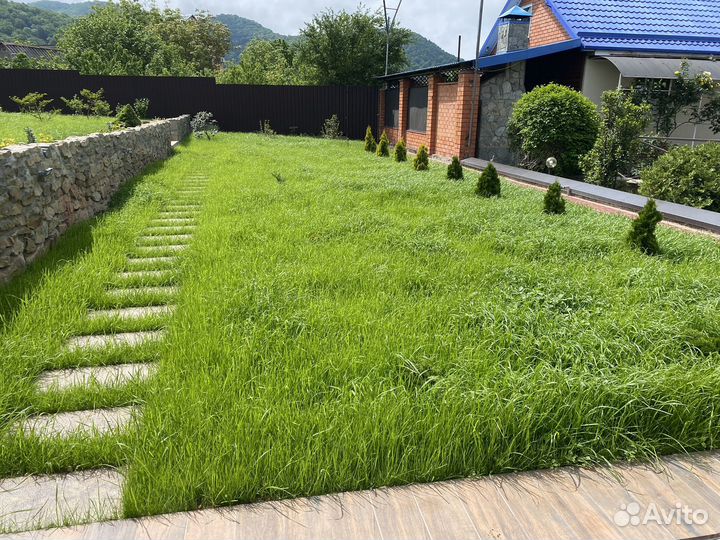 Газонная трава