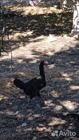 Бойцовые куры