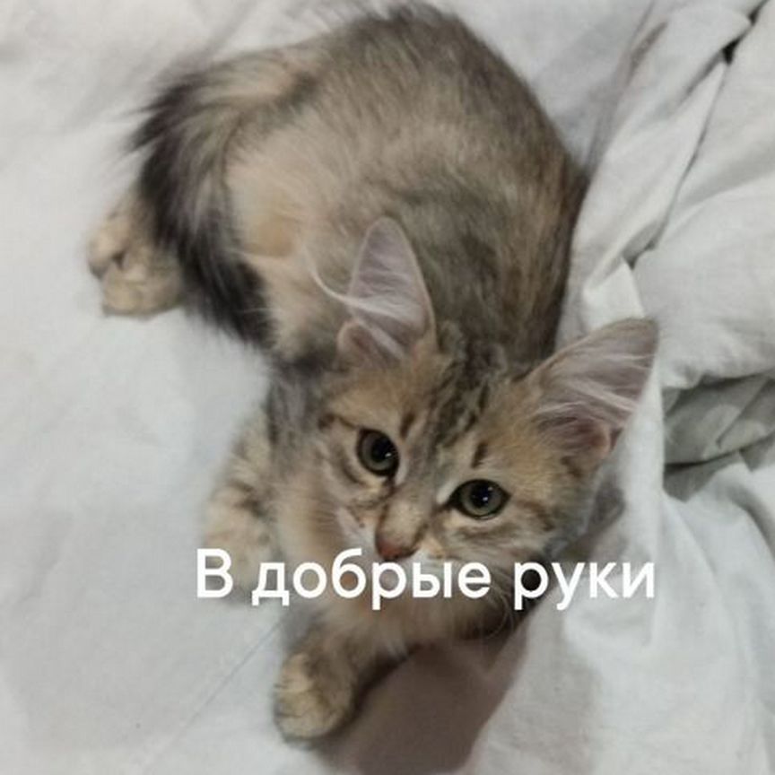 Котята в добрые руки Казань