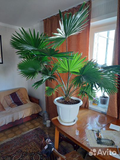 Пальма Ливистона