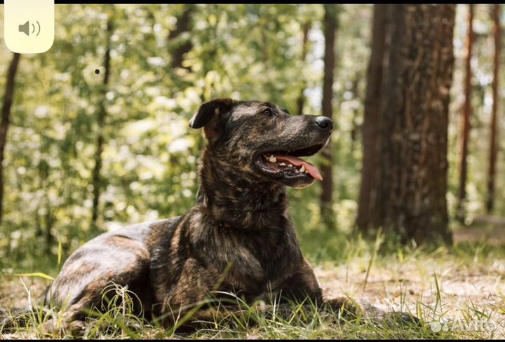 Метис. Гладкошерстный. Собака Энерджайзер