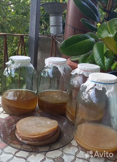 Чайный гриб